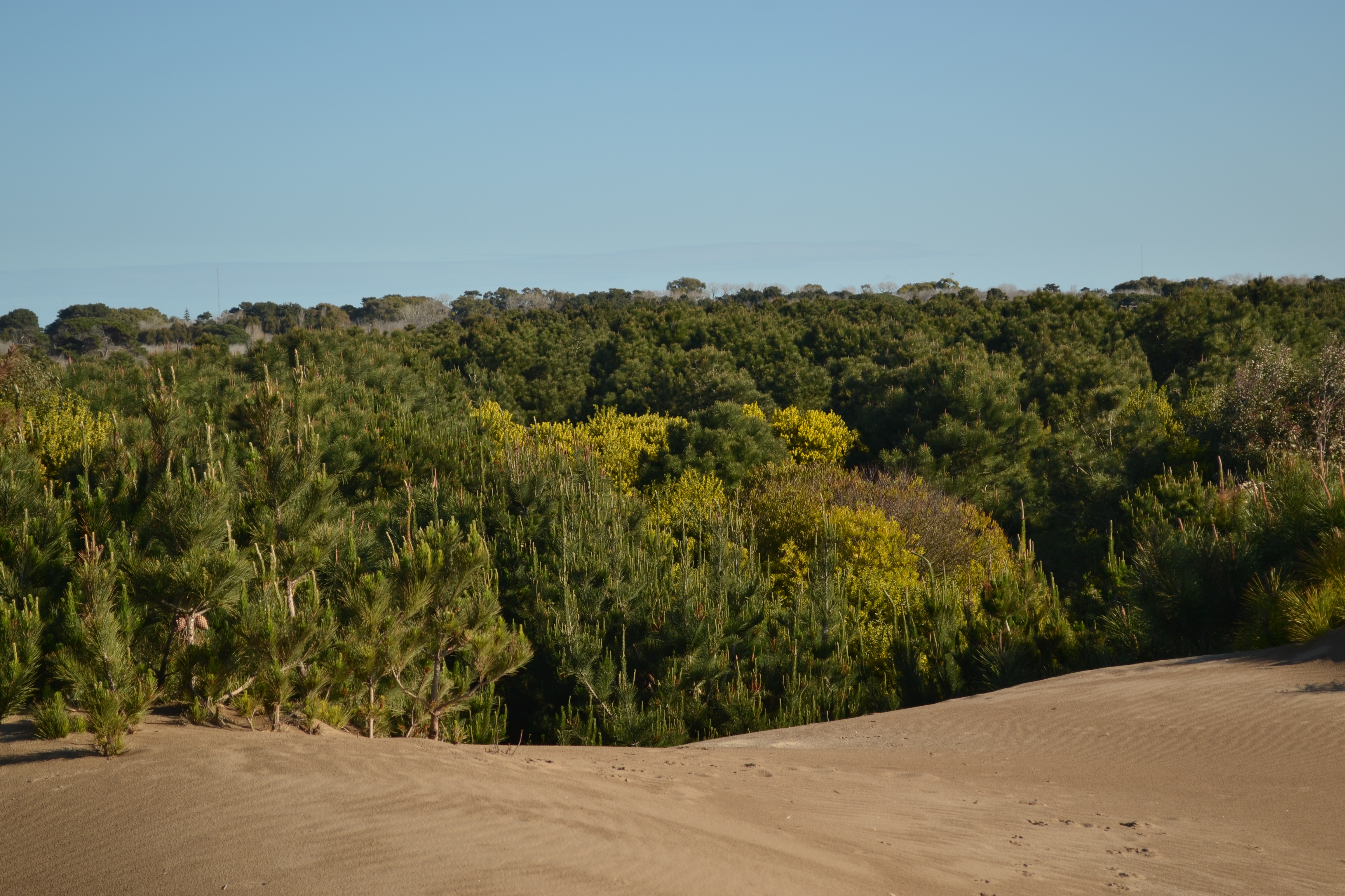 Dunas de arena con bosque de pinos - Arte Natural NEA