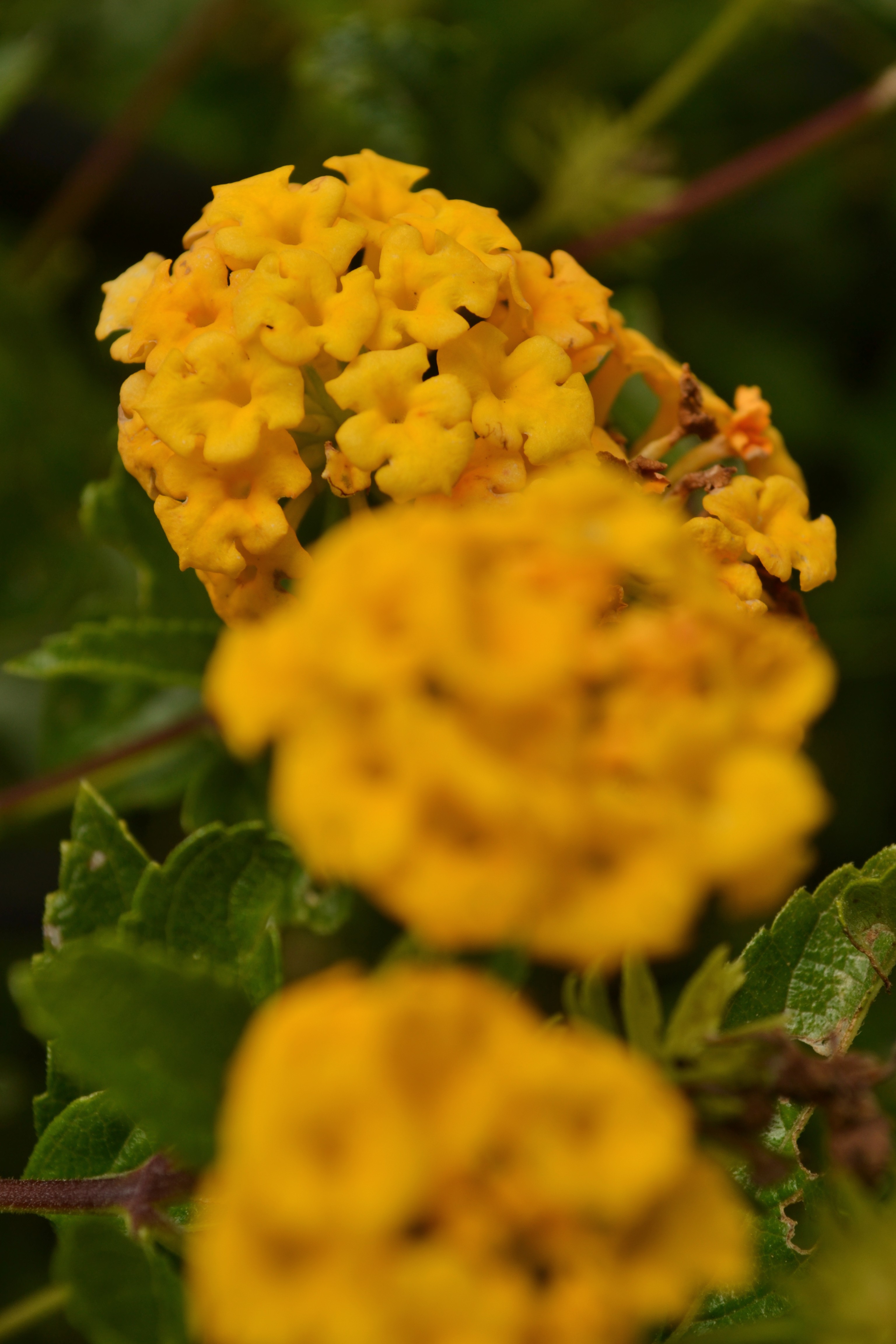 Flores amarillas lantana - Arte Natural NEA